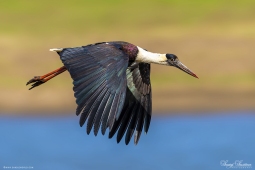 WetlandBird-Wooly-neckedStork-DSC5662