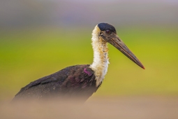 WetlandBird-Wooly-neckedStork-DSC5862