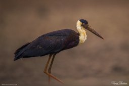 WetlandBird-Wooly-neckedStork-DSC5886