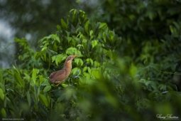 Wetlandbird-CinnamonBittern-DSC5924