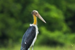 Wetlandbird-LesserAdjutantStork-DSC4303