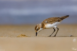 Wetlandbird-LesserSandplover-DSC5125