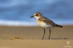 Wetlandbird-LesserSandplover-DSC5129