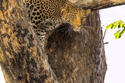 Leopard