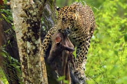 Leopard