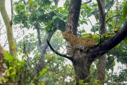 Leopard
