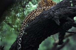 Leopard