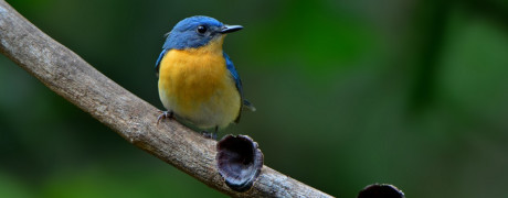 Birds V/S Birders @ Ganeshgudi