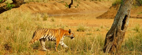 Tadoba (Part II) – The Hunt