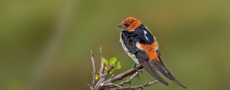 Birds of Masai Mara