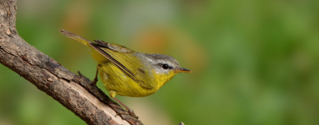 My Introduction to Himalayan Birds