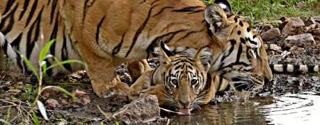 Winter Visit To Tadoba