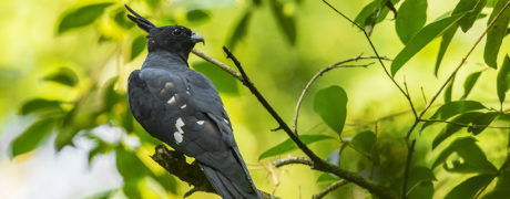 Search for Black Baza